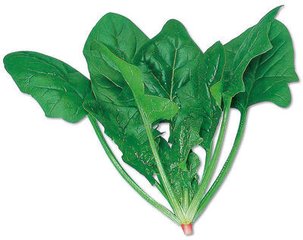 孕前吃菠菜好吗 备孕吃菠菜的好处