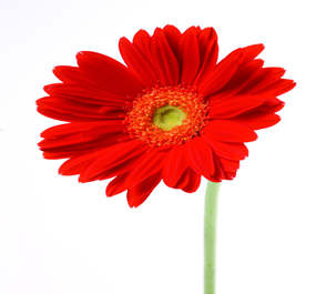 ���ڶ�����԰�ջ�չͼ