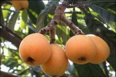 ���˵�Ӫ����ֵ����Щ �����˵�ע������