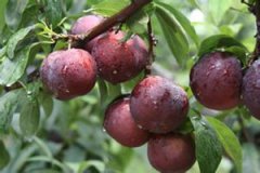 ���ӵ�Ӫ����ֵ����Щ�� ��������ʲôӪ��