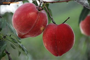 血桃的营养价值