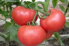 ��������Ӫ����ֵ ����������ʲôӪ����