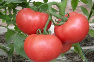 西红柿的营养价值