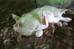 �Զ쵰��ʲô�ô� �Զ쵰�ĺô�������Щ