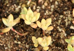 多肉植物黄丽怎么养 如何种好黄丽