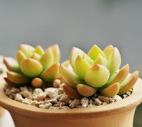 ����ֲ�������ô�� ����ֺû���