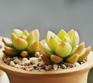 多肉植物黄丽怎么养 如何种好黄丽