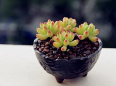 ����ֲ����Ů����ô�� �������Ů��