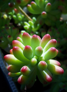 多肉植物乙女心怎么养 如何种乙女心