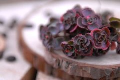 ����ֲ��С��õ����ô�� �����С��õ��