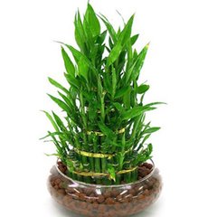 梦见富贵竹的寓意