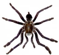 �μ���֩�� �ܹ����ζ�֩��