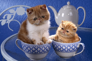 �и��μ�è �ܹ�����è��Ԣ��