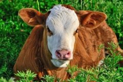 �и��μ�ţ�� �ܹ�����ţ��