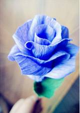 �ֹ�õ�廨���� Ư�����ֹ�õ�廨����