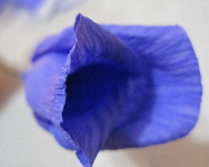 �ֹ�õ�廨���� Ư�����ֹ�õ�廨����