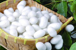 周公解梦梦见蚕的寓意