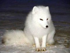 �μ������� �ܹ����κ���