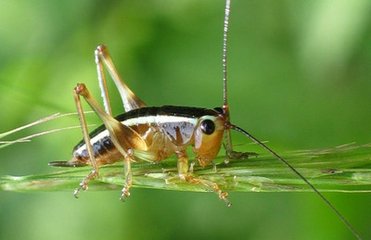 梦见蟋蟀的寓意 周公解梦蟋蟀