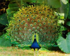 �μ���ȸ׷���Լ�