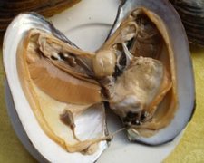 �μ��Ӱ���Ԣ�� �ܹ����κӰ�