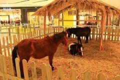 �μ����ǵ�Ԣ�� �ܹ���������