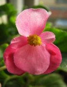 �μ��ֻ���ʲôԢ�� �ܹ������ֻ�