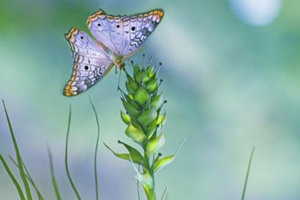 �μ��ܶ������ʲôԢ�� �ܹ����κ���