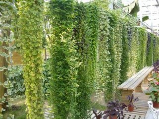 �μ���Ԯֲ�� �ܹ�������Ԯֲ��