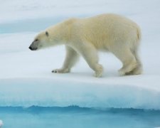 �μ��ܺ�ʨ�ӵ�Ԣ�� �ܹ������ܺ�ʨ��