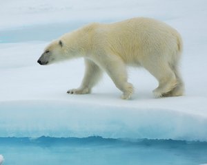 �μ��ܺ�ʨ�ӵ�Ԣ�� �ܹ������ܺ�ʨ��