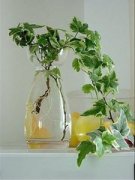 �μ������� �ܹ����γ�����