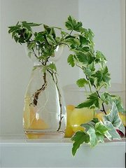 梦见常青藤 周公解梦常青藤