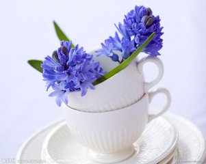 梦见风信子 周公解梦风信子