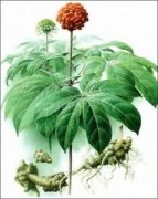 �μ����ߵ�Ԣ�� �ܹ���������