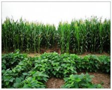 �μ�ׯ����ʲô��˼ �ܹ�����ׯ��