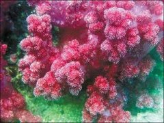 �μ�ɺ����Ԣ�� �ܹ�����ɺ��