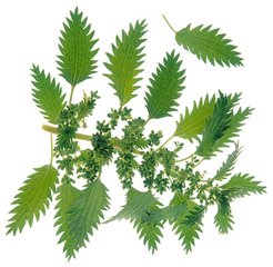 梦见荨麻的寓意 周公解梦荨麻