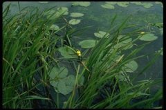 �μ�ˮ���Ԣ�� �ܹ�����ˮ��