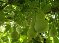 �μ���«��Ԣ�� �ܹ����κ�«