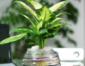 室内植物有哪些 有助于空气清新的植物