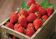 �и��μ���ݮ�ܹ����� �μ���ݮ��Ԣ��