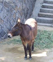 �ܹ�����¿�� �μ�¿���Ԣ��