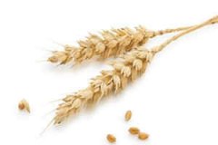 �ܹ������μ������ӵ�Ԣ��