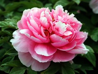 周公解梦牡丹花 梦见牡丹的寓意