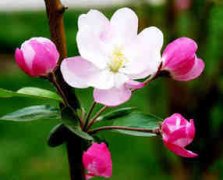 �ܹ����βɻ� �μ��˻���Ԣ��