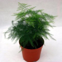 周公解梦梦见文竹的寓意