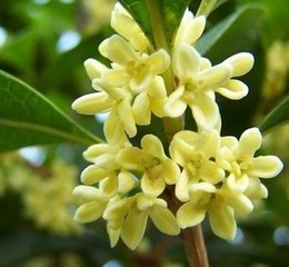 周公解梦孕妇梦见桂花树的寓意
