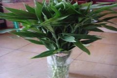 �ܹ������μ��������Ԣ��