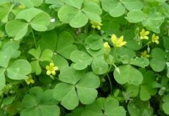 �и��μ��ݵ�Ԣ���ܹ����δ�ȫ